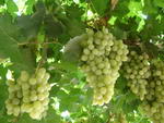 знаменитый виноград